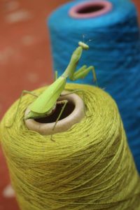 mantis on yarn